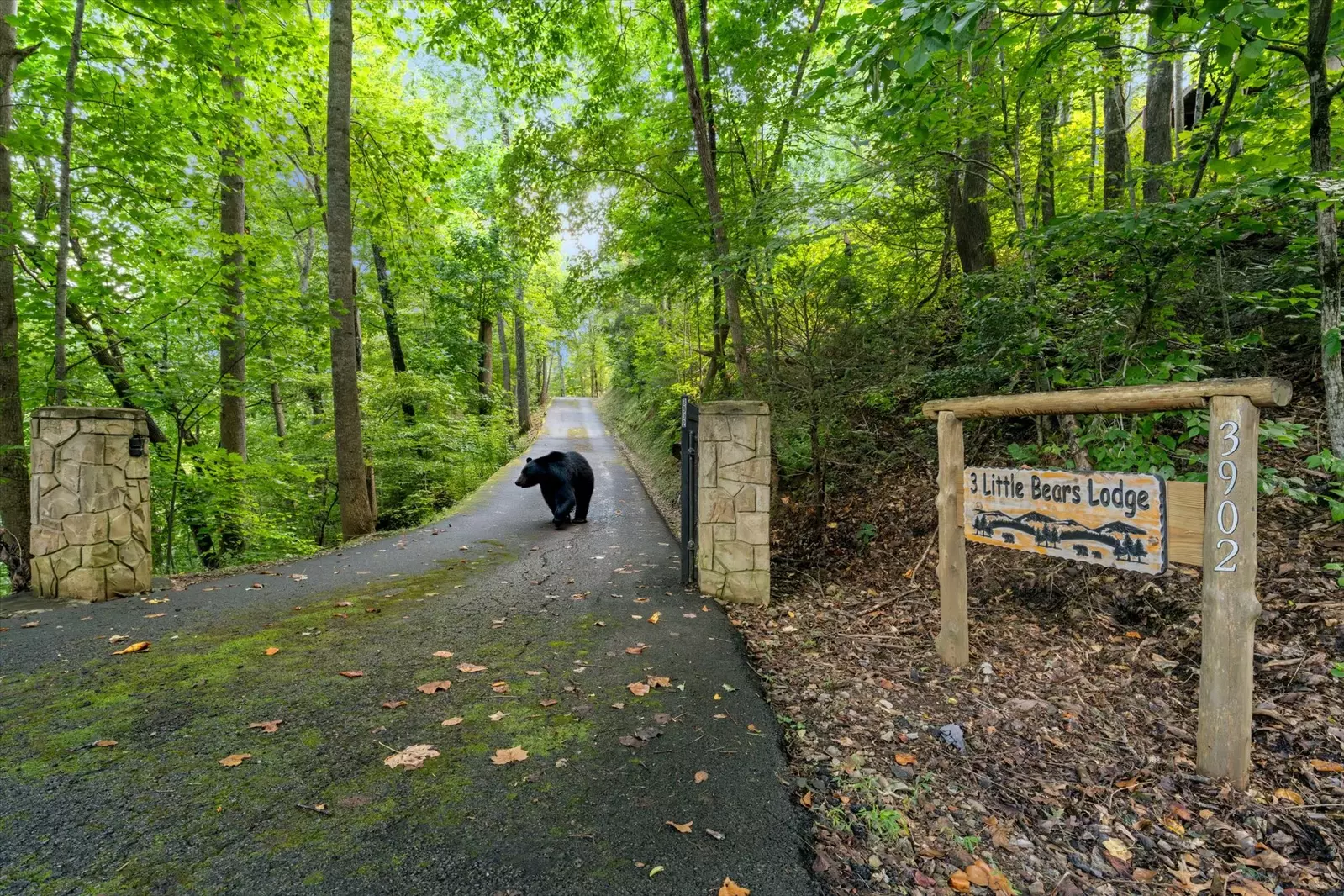 Property image, Exterior, of Three Little Bears Lodge #445