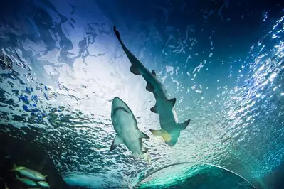 sharks at Ripley's Aquarium of the Smokies