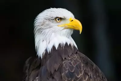 bald eagle