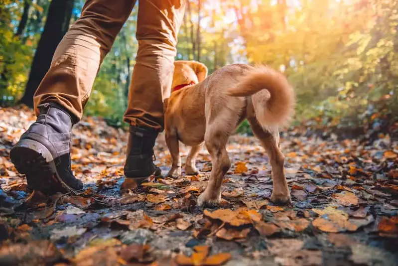 man hiking with dog