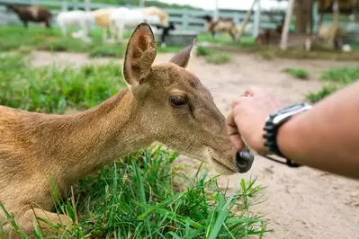 deer being pet