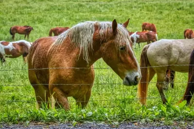 horses in a field in the smoky mountains