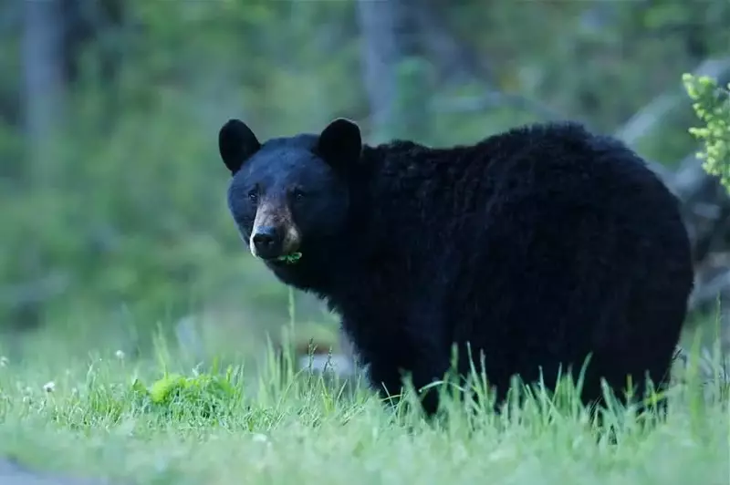 black bear