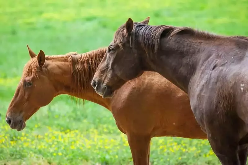 brown and dark brown horses in a field