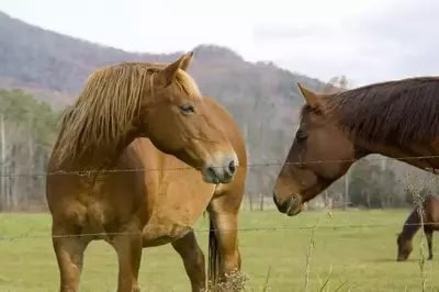 horses