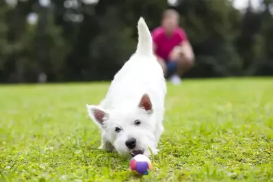 Man Playing fetch with dog in the park