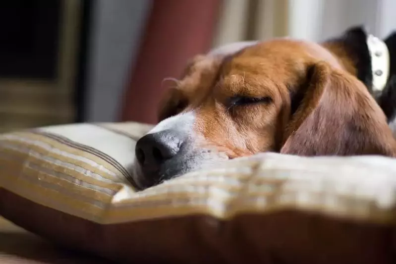 dog sleeping on its bed