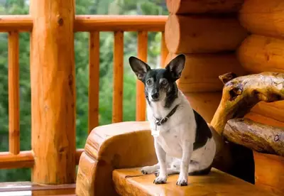 A dog sitting outside one of our affordable pet friendly cabins in Pigeon Forge TN.