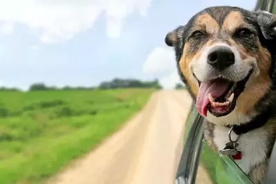 A happy dog sticking his head out of the window of a car on the way to our affordable pet friendly cabins in Pigeon Forge TN.