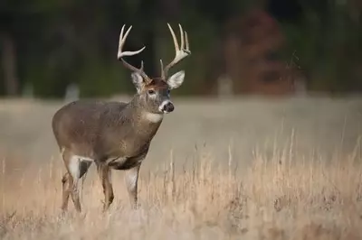 Whitetail buck deer in Pigeon Forge