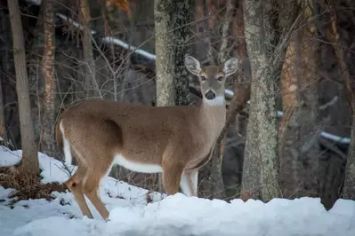 Deer standing in the snow in the mountains