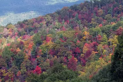 Fall colors on the leaves in the Smoky Mountains