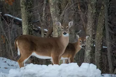 Deer in the snow in the mountains