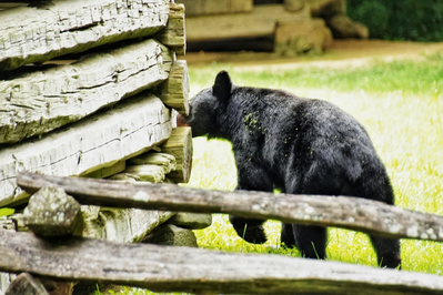 bear in cades cove