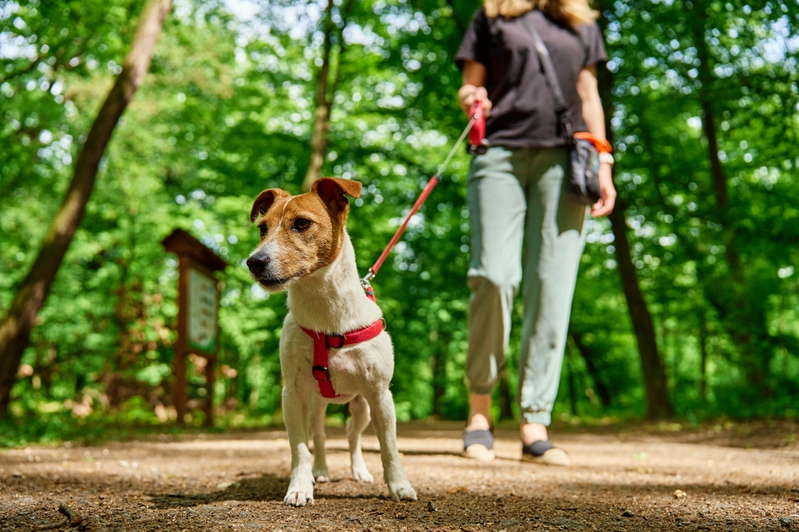 dog friendly gatlinburg and pigeon forge