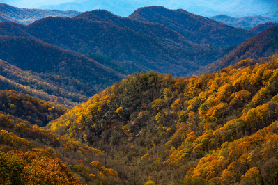 fall colors in the smokies at newfound gap